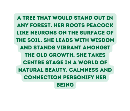 A tree that would stand out in any forest her roots peacock like nEurons on the surface of the soil she leads with wisdom and stands vibrant amongst the old growth SHE TAKES CENTRE STAGE IN A WORLD OF NATURAL BEAUTY CALMNESS AND CONNECTION PERSONIFY HER BEING