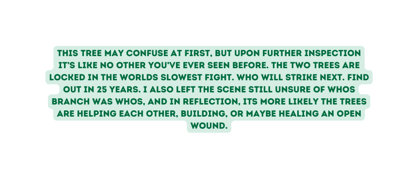 This tree may confuse at first but upon further inspection it s like no other you ve ever seen before The two trees are locked in the worlds slowest fight Who will strike next Find out in 25 years I ALSO LEFT THE SCENE STILL UNSURE OF WHOS BRANCH WAS WHOS AND IN REFLECTION ITS MORE LIKELY THE TREES ARE HELPING EACH OTHER BUILDING OR MAYBE HEALING AN OPEN WOUND